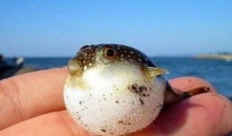 原神最新爆料叔叔的河豚,神秘生物背后的故事与传说