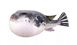 原神最新爆料叔叔的河豚,神秘生物背后的故事与传说