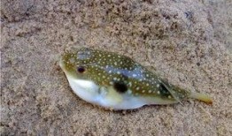 原神最新爆料叔叔的河豚,神秘生物背后的故事与传说