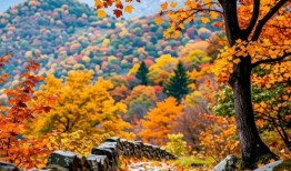 丹枫秋意爆料最新消息,最新热点事件深度解析